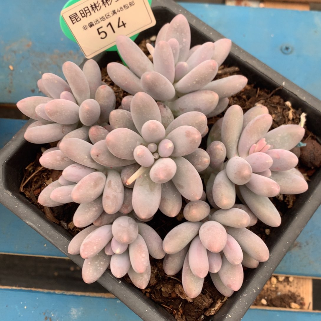 汤圆矮桩平头捧花514