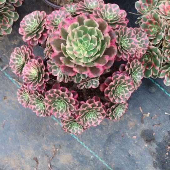 修***狐无花朵霁月法师多肉植物102号