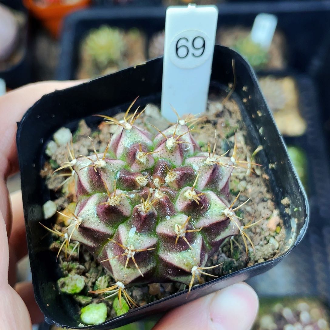 沙*非偏远地区满25包邮仙人球