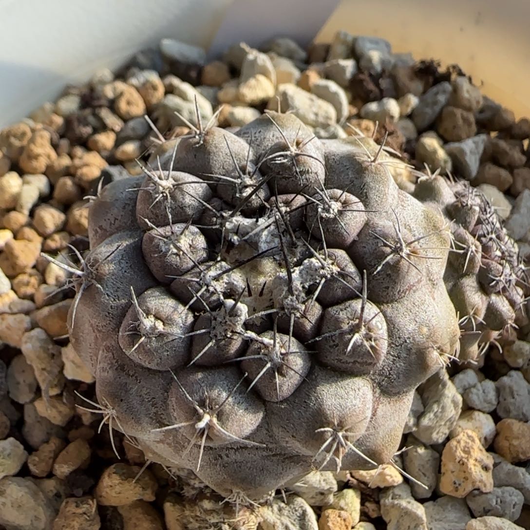 263脱土发 实生球球