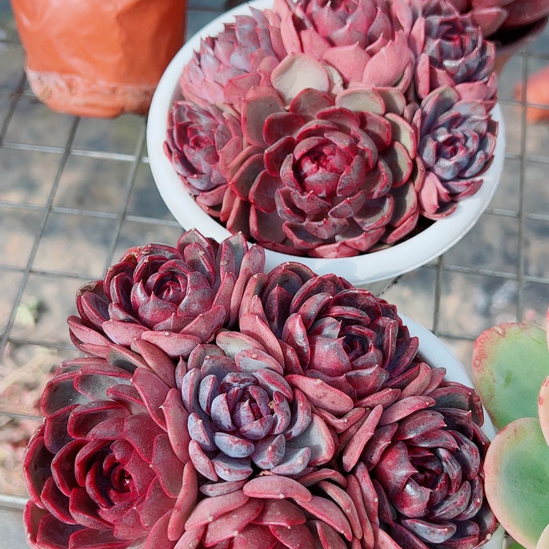 溜溜球多头群生精品特价