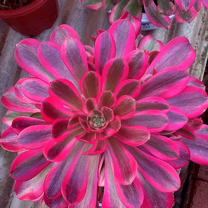 粉体美杜莎啊啊啊啊啊