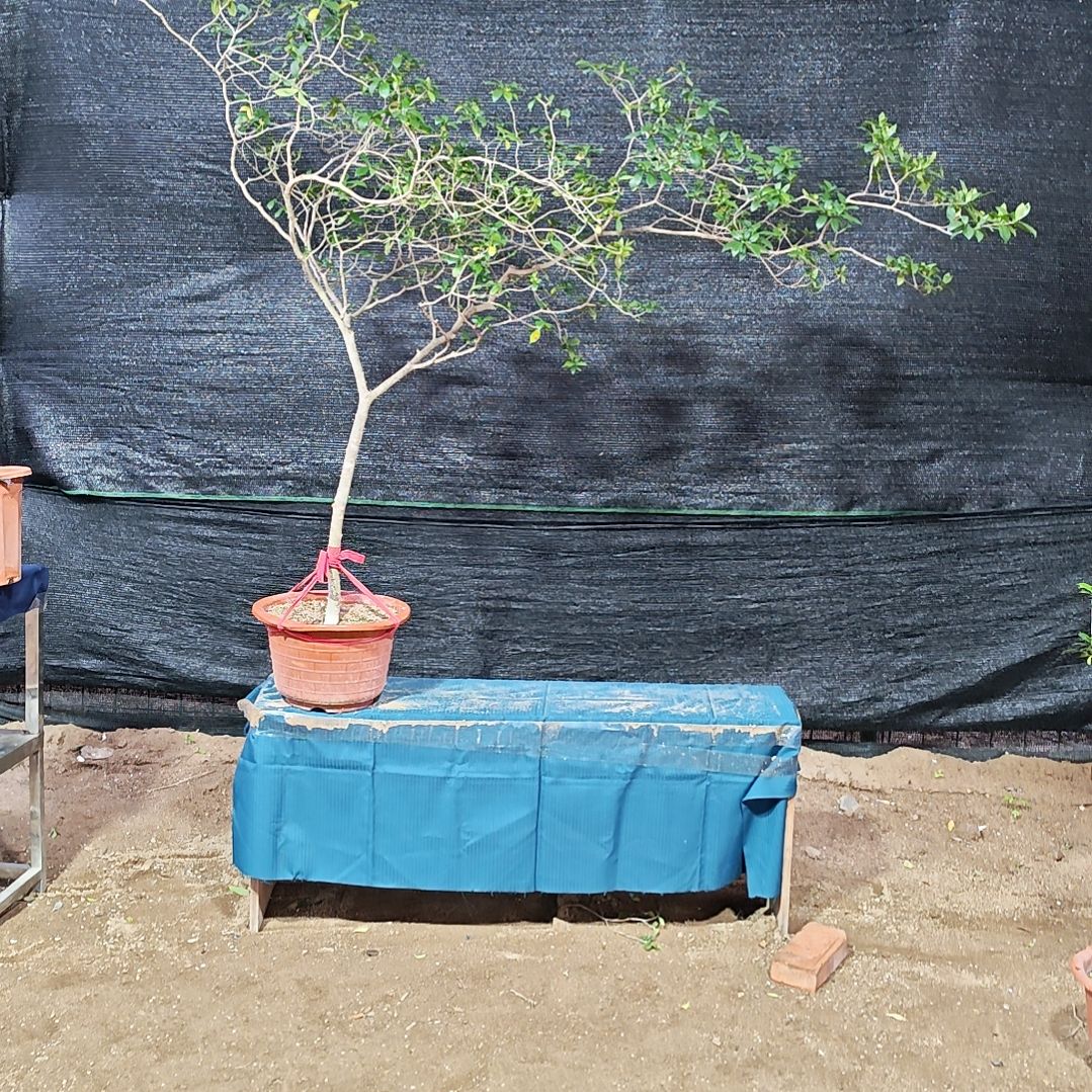 完全开放栀子花熟桩盆景绿植