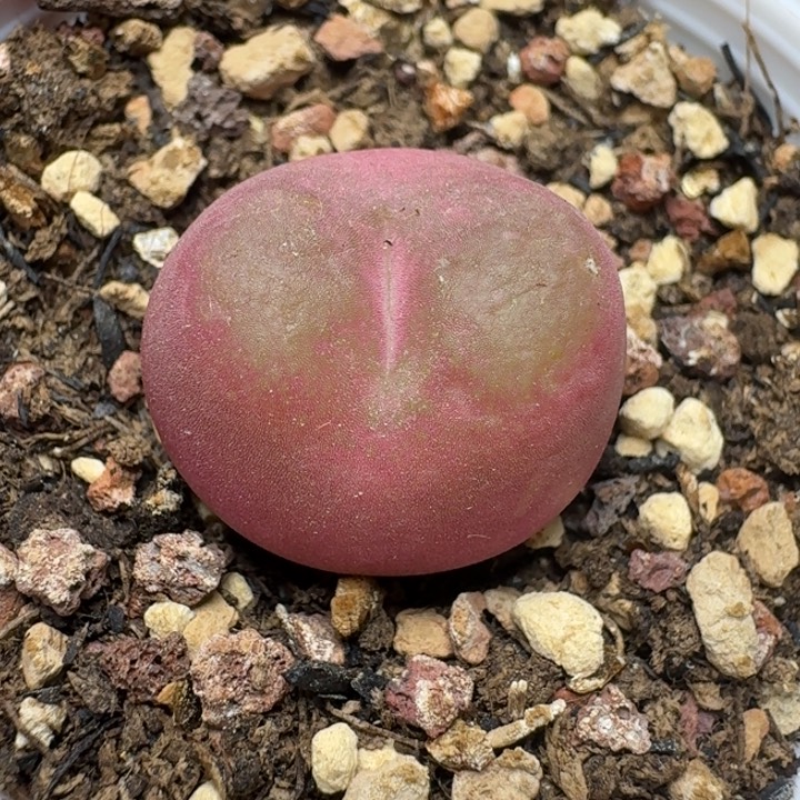 2349开播福利带盆发货