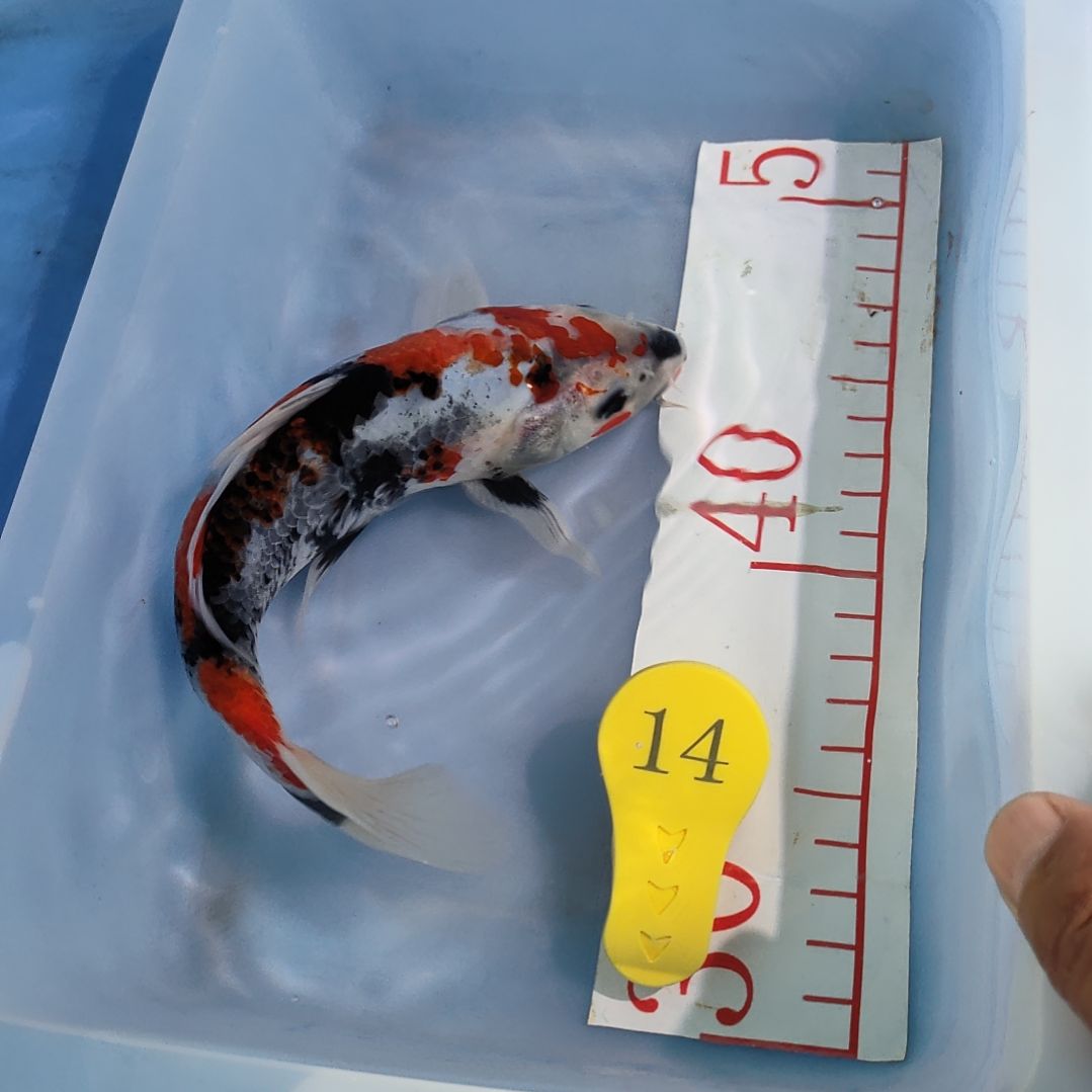 海水鱼红白大正昭和菲血白写