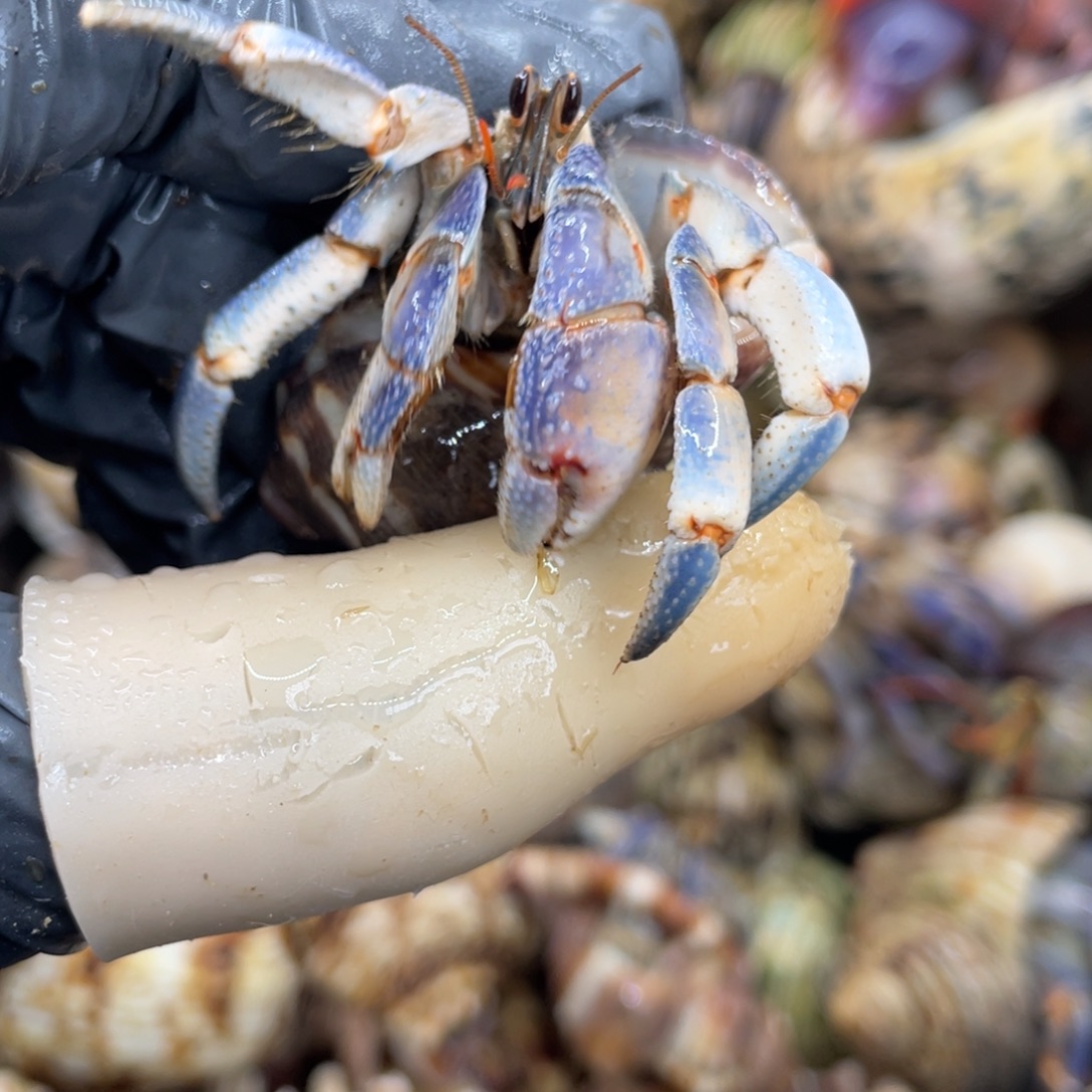 不退不换活体宠物139