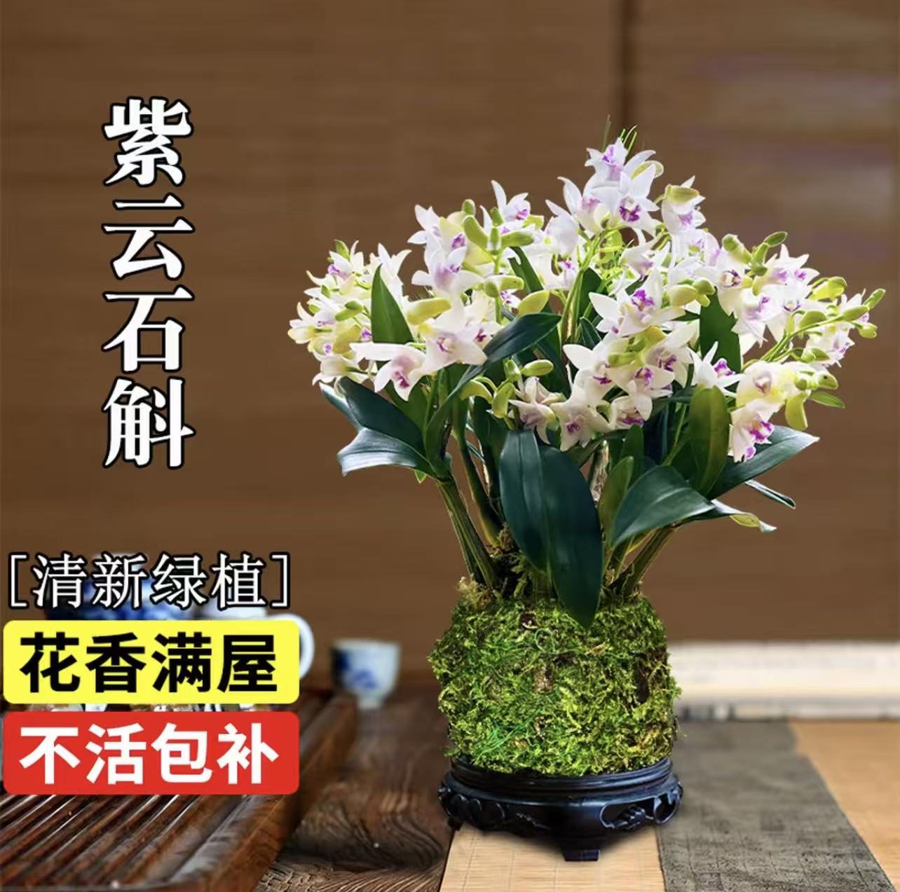 白狐狸香水石斛7一10苗不带花送吸水盆