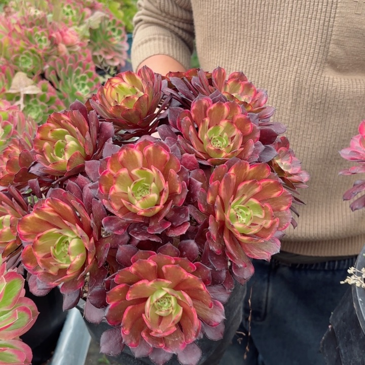 粉冠园艺烟花法师量拍