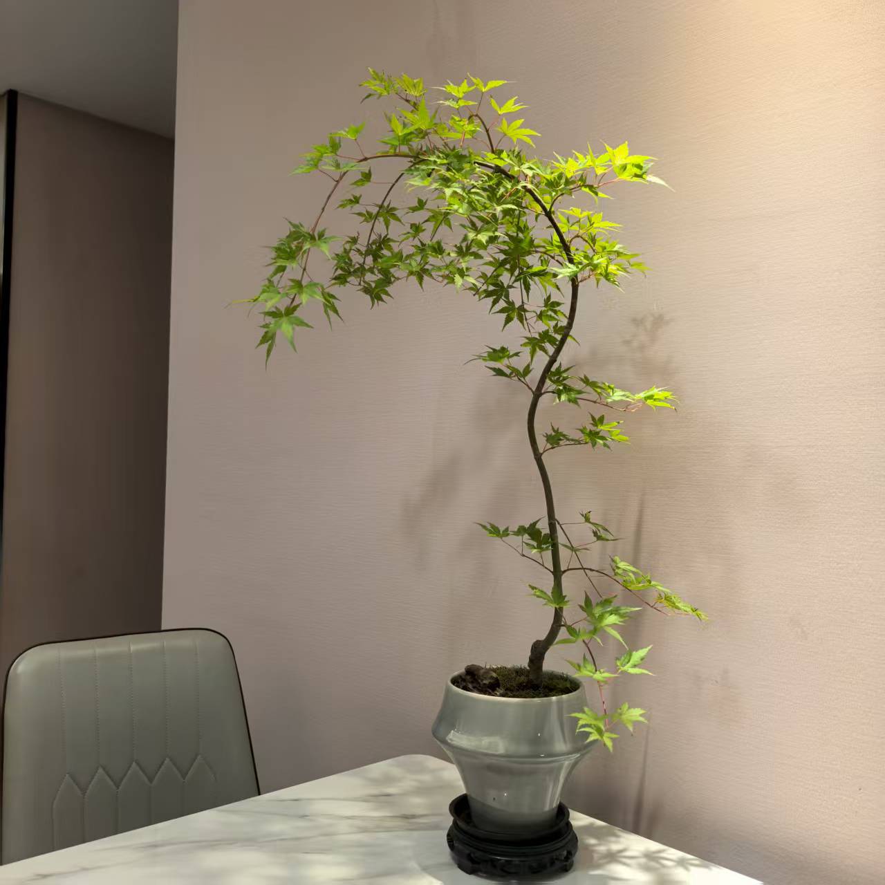 黄金流泉枫叶盆栽绿植盆栽室内桌面禅意盆景新中式书房茶桌绿植