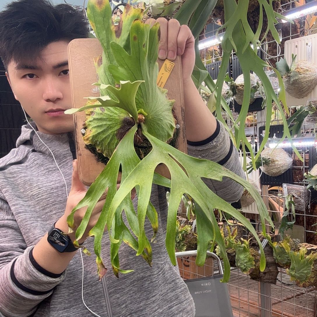 无花朵wanna侏儒菲律宾皇冠