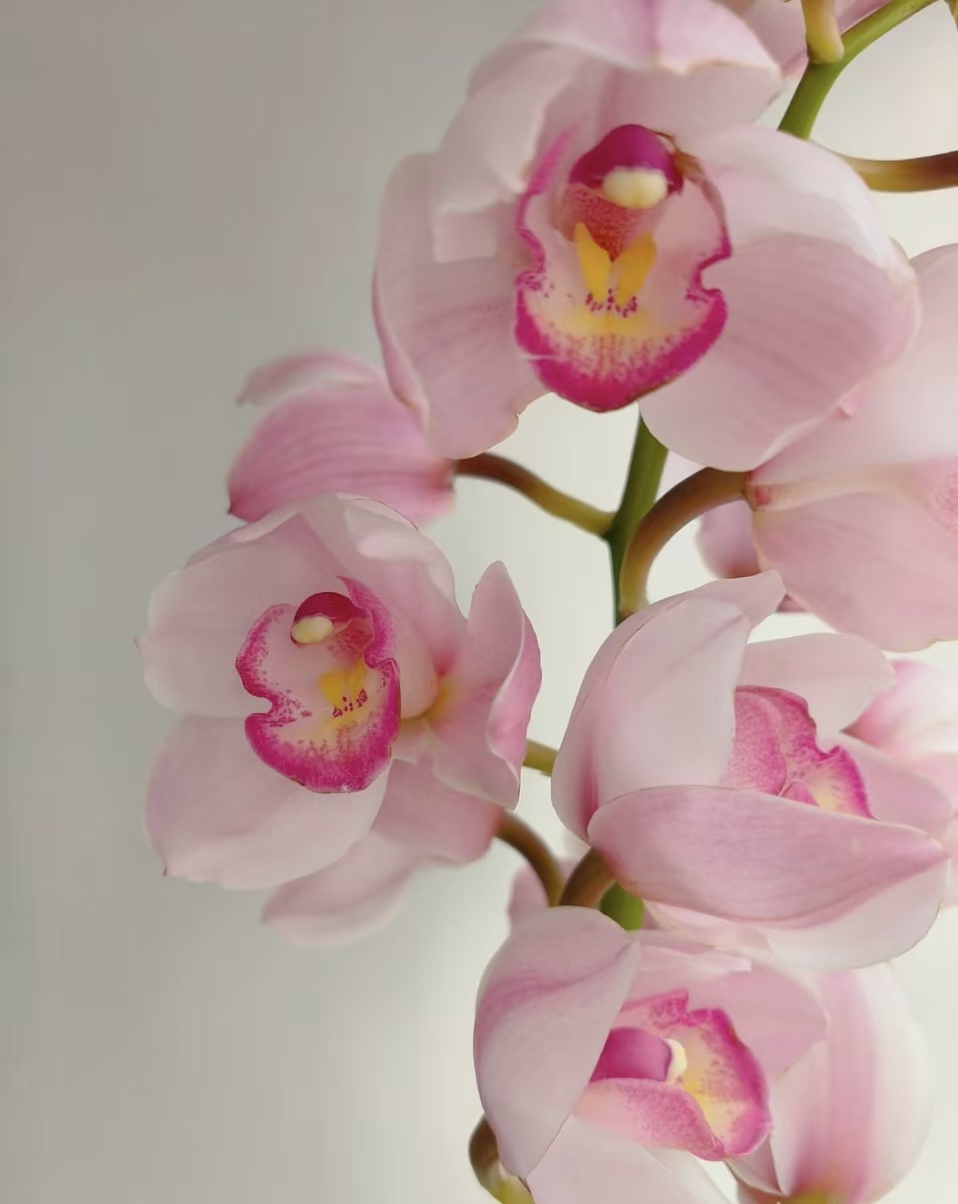 【粉佳人】蕙兰苗好养易活室内外花卉绿植