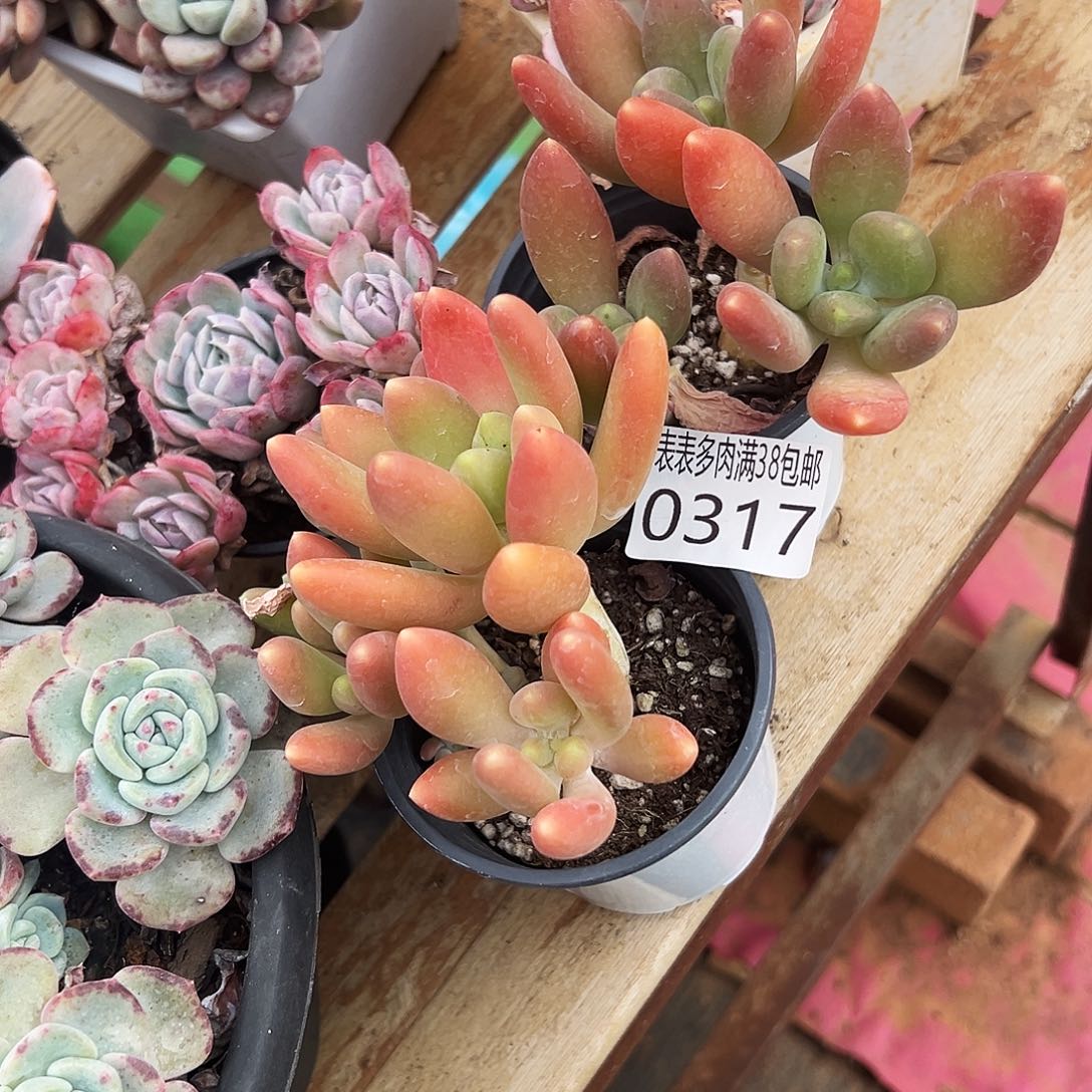 ᥫ***屿多肉一物一拍植物0317