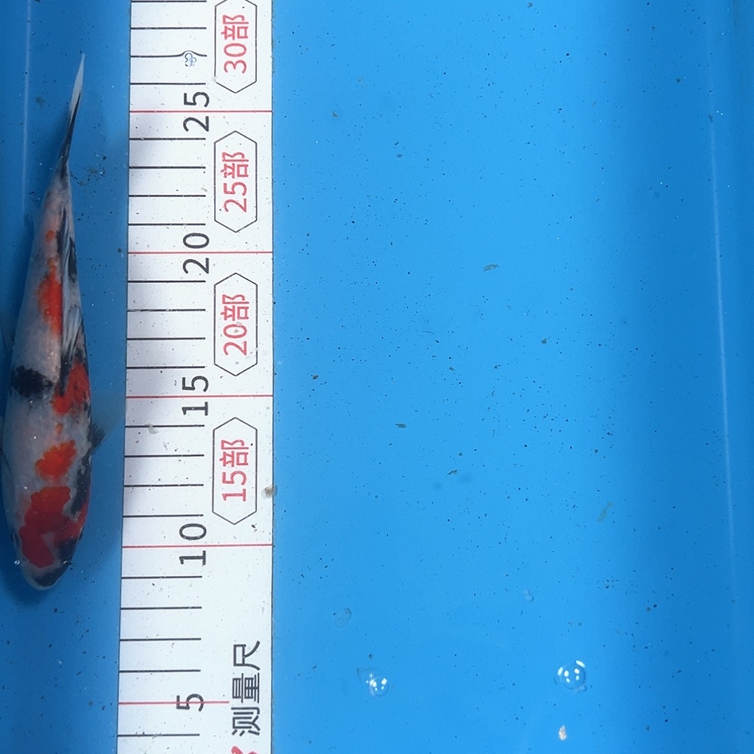 锦鲤鑫泓锦鲤养殖