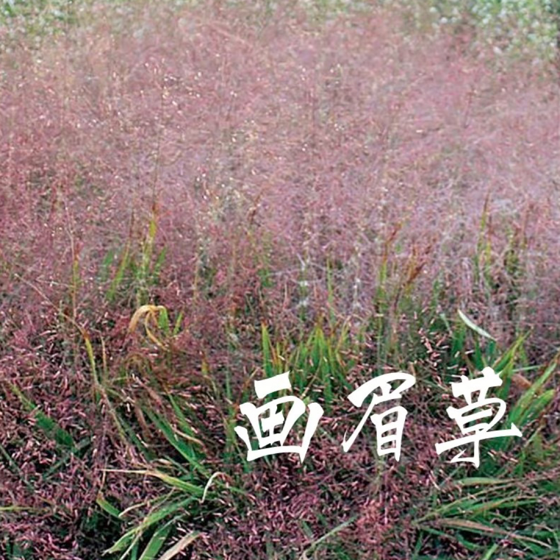 粉颖画眉草盆栽 庭院花园多年生观赏草盆栽  粉花迷雾草