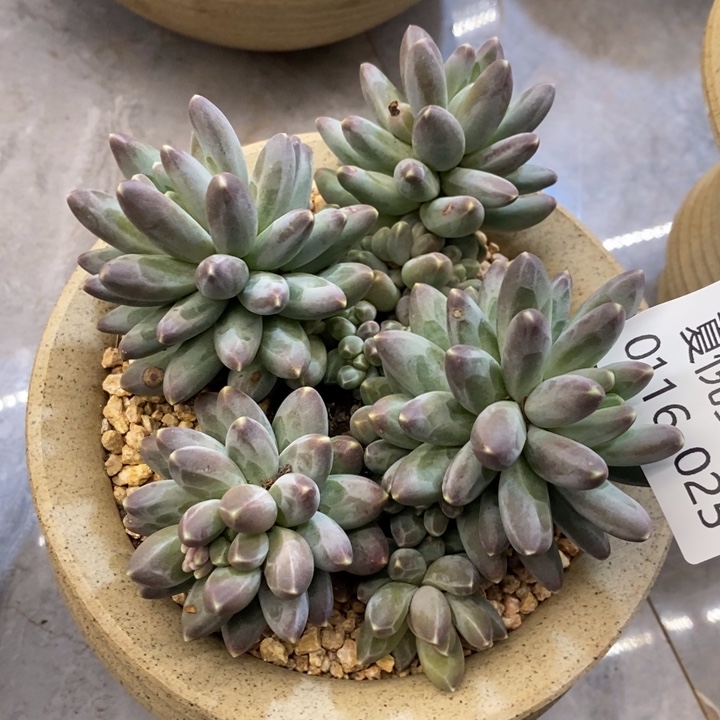 夏悦多肉0116-25乌拉