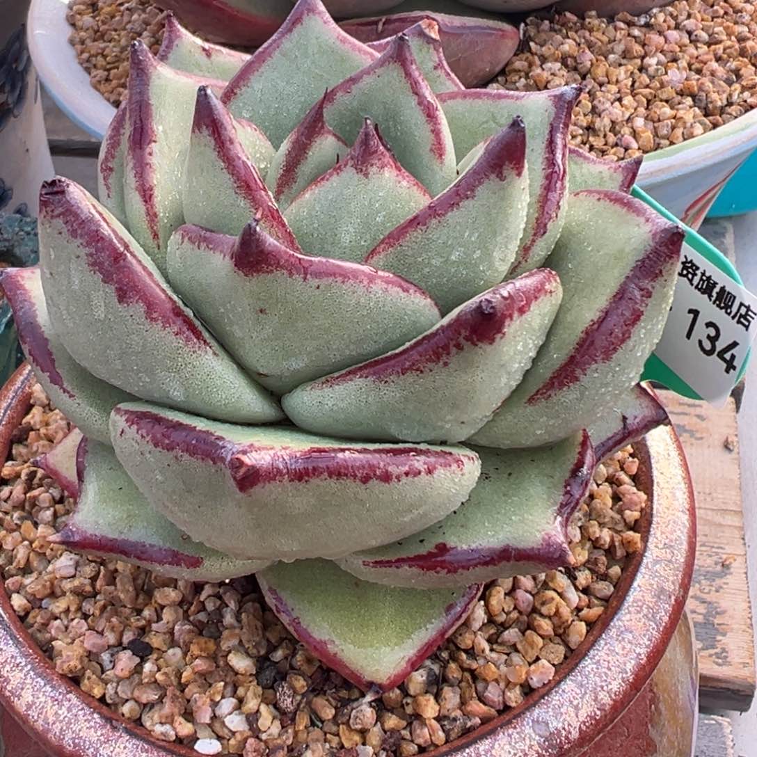 多肉一物一拍0215-134