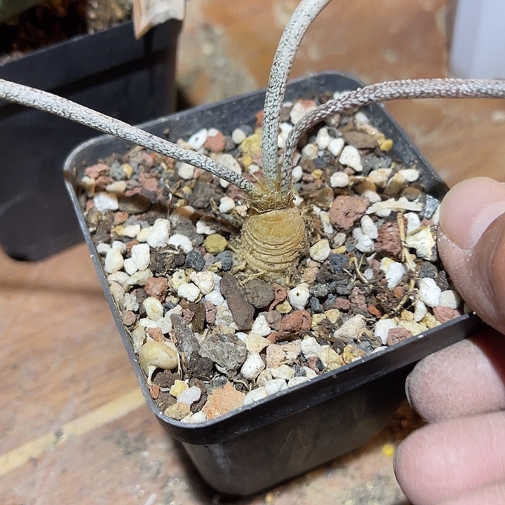 满38包邮2天凑单，脱土晾根发货多肉植物实生美杜莎