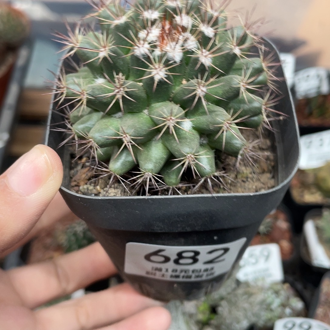 682白云丸（满18元包邮）