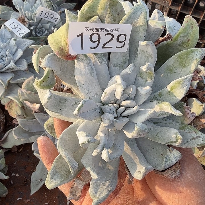 3代杂交新品仙女杯多肉