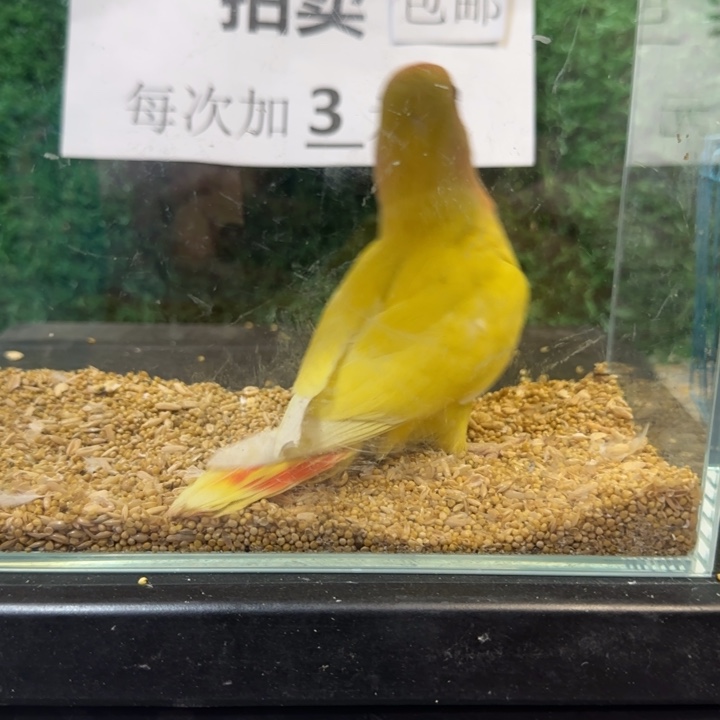 虎皮鹦鹉黄桃牡丹鹦鹉