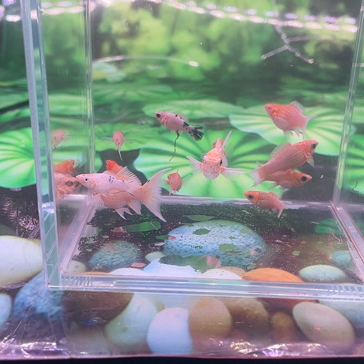 孔雀鱼玛丽球10条送2条