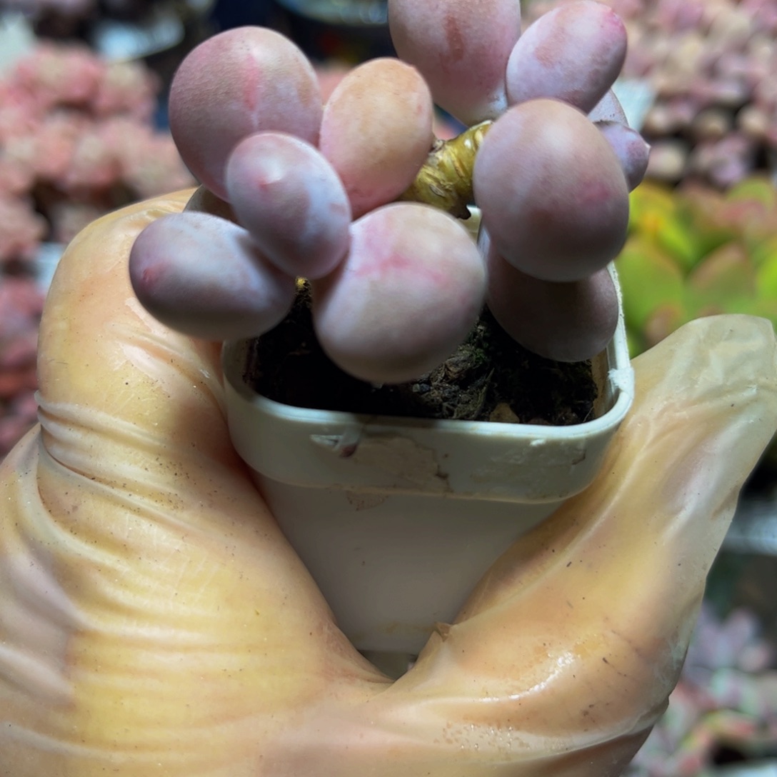 327糖豆5.5厘米多肉