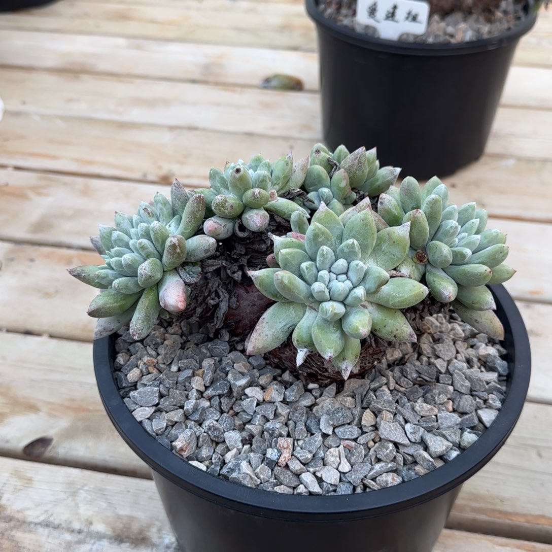 不***生250213003仙女杯多肉植物不滥情先生