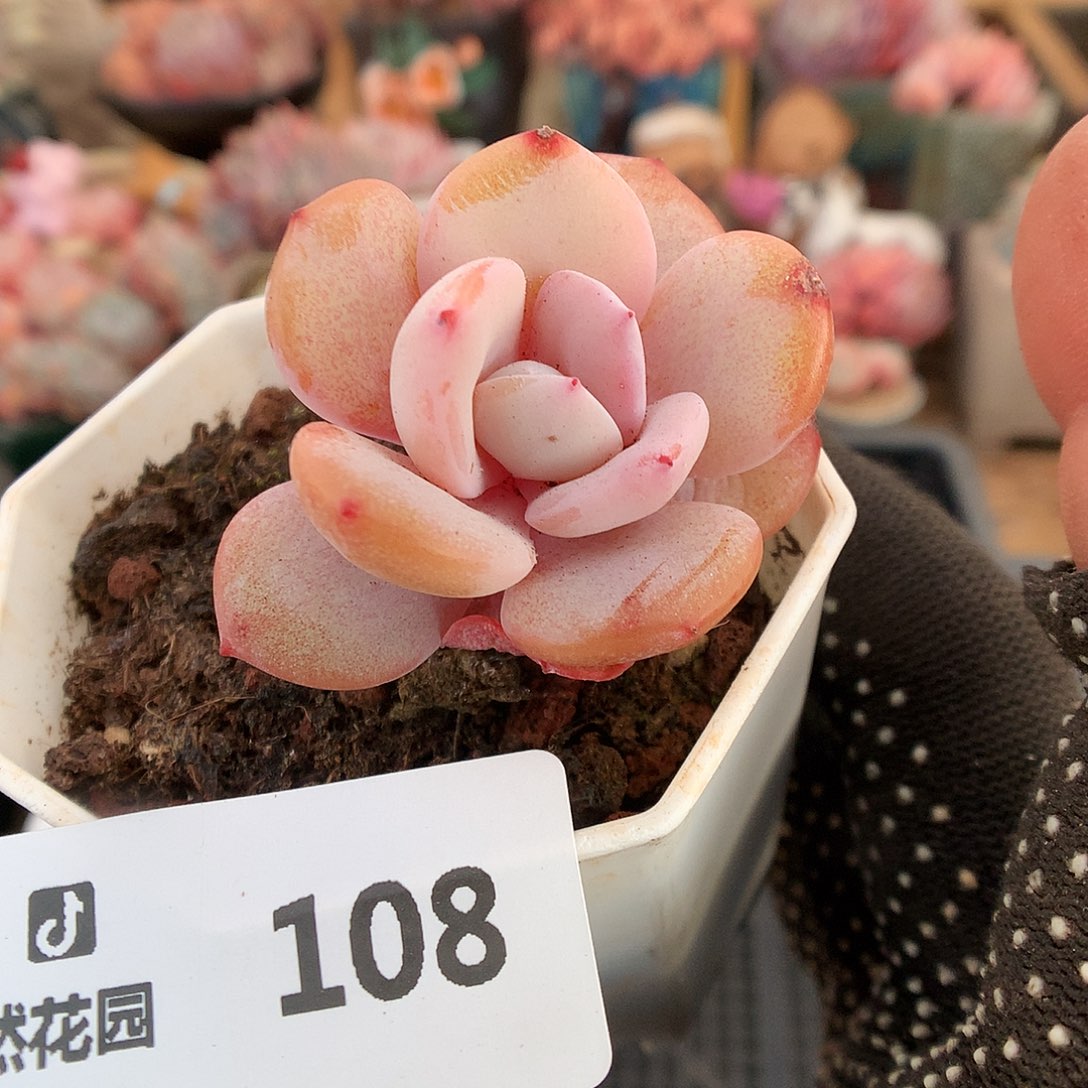 108奶茶多肉植物6663