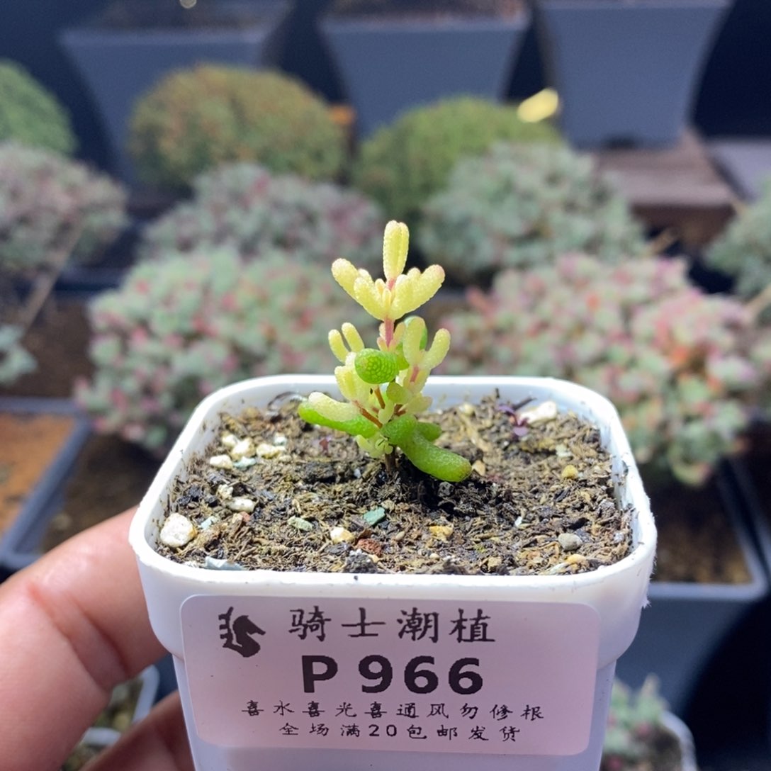966糖球粉锦假飞机猪