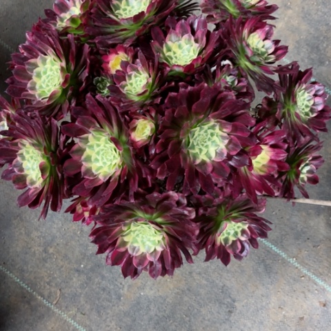 多肉植物天河锦。