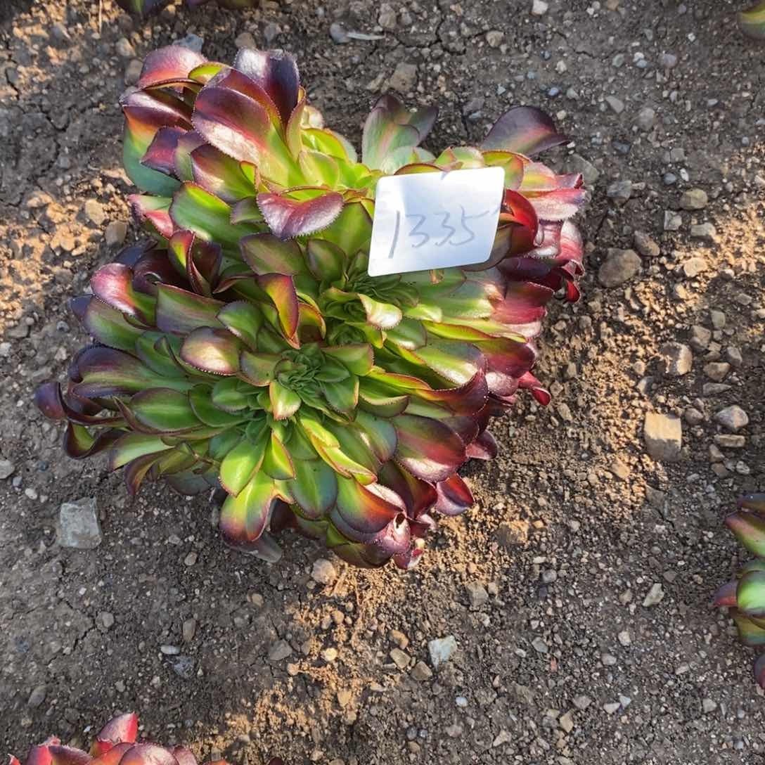 1335花纳缀多肉植物