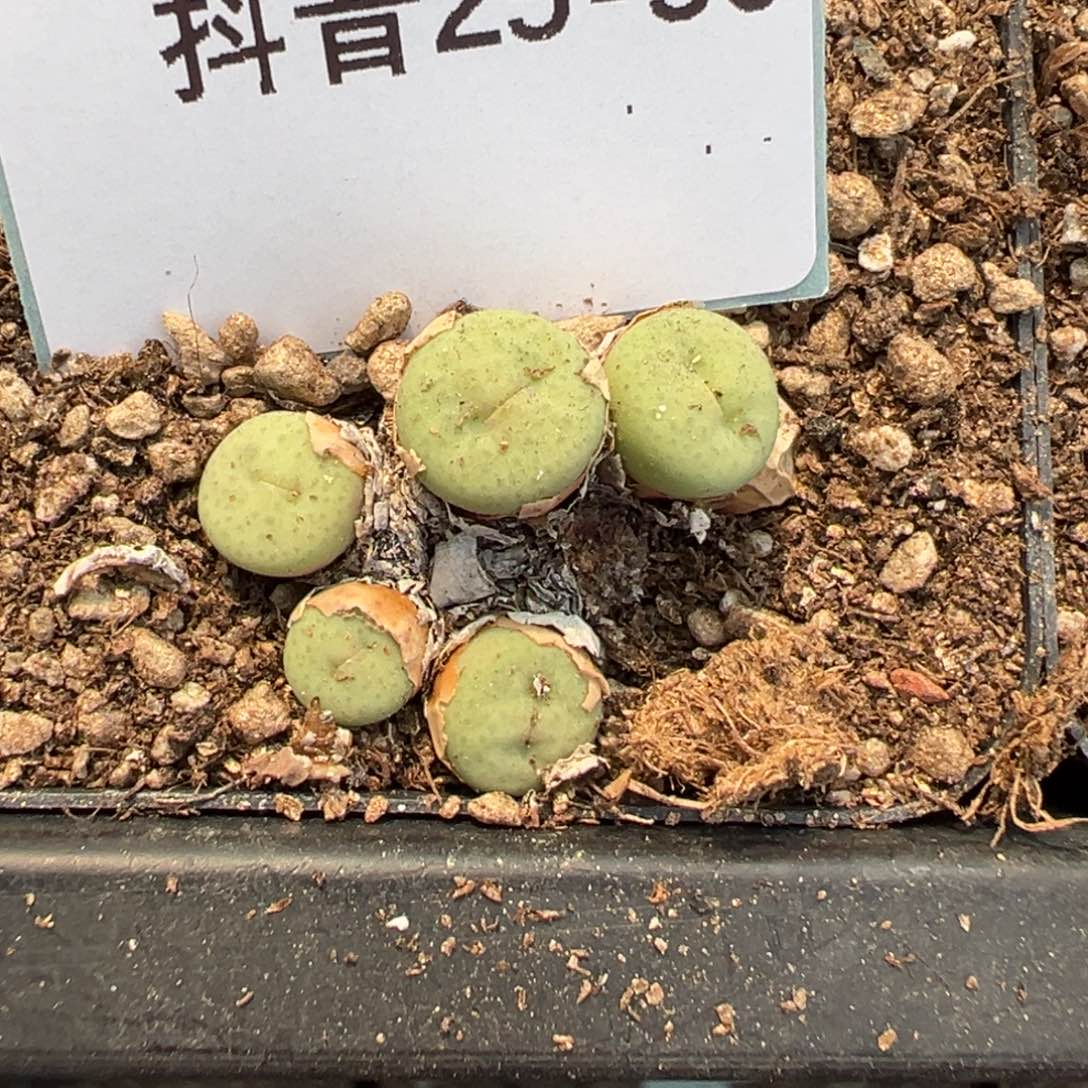 25-50奶油嘴多肉植物，