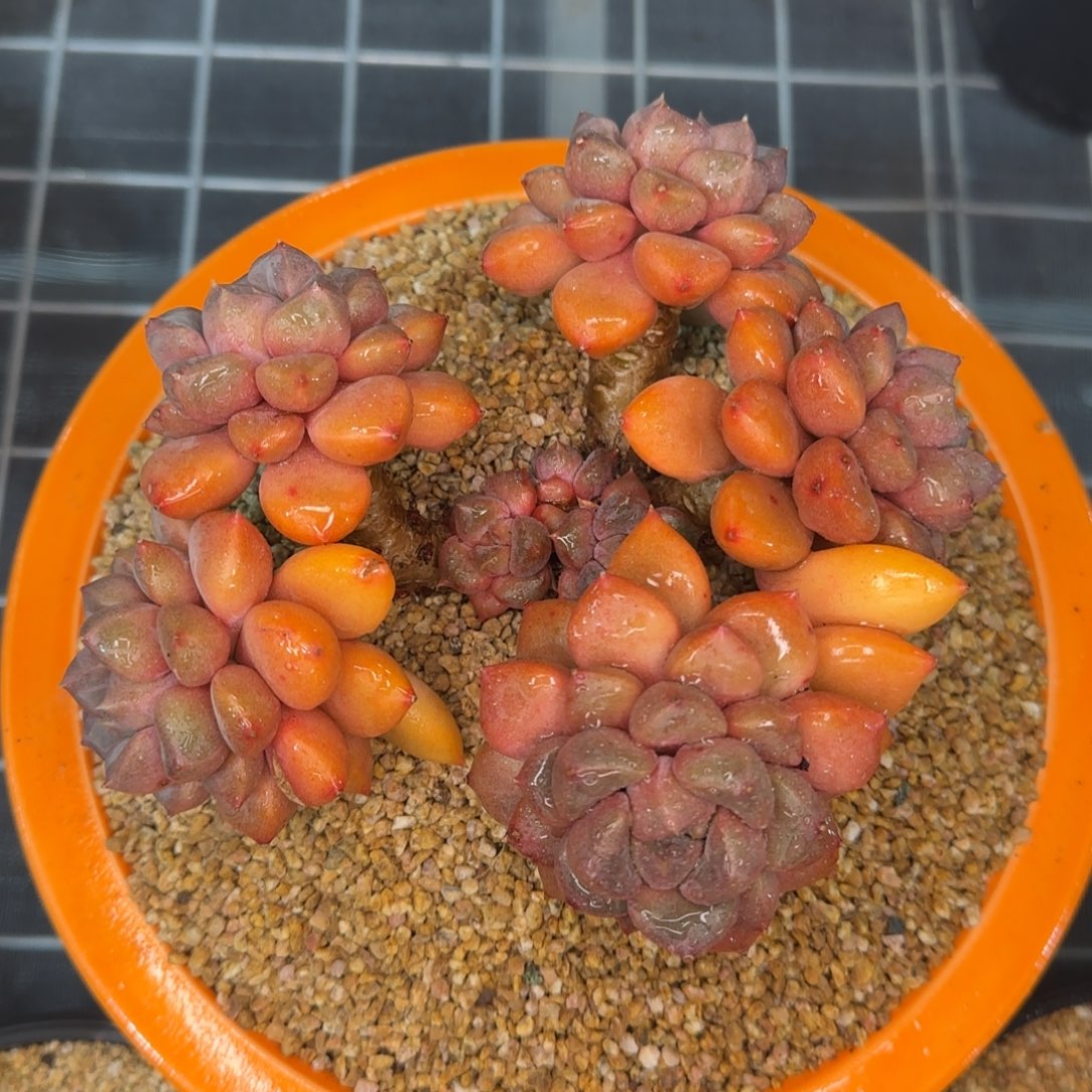 从前慢花园精选多肉红象牙大