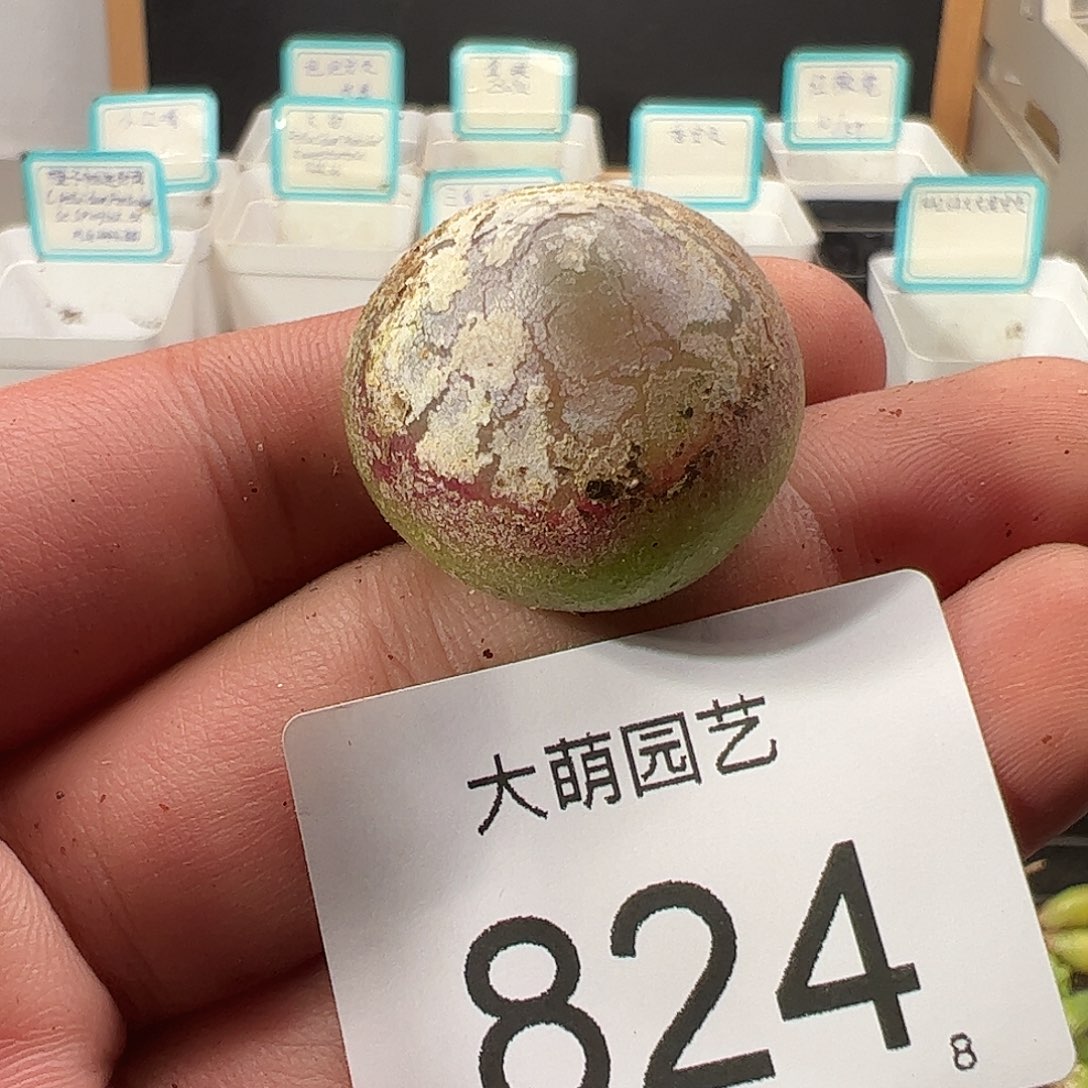 0000824 一物一拍……