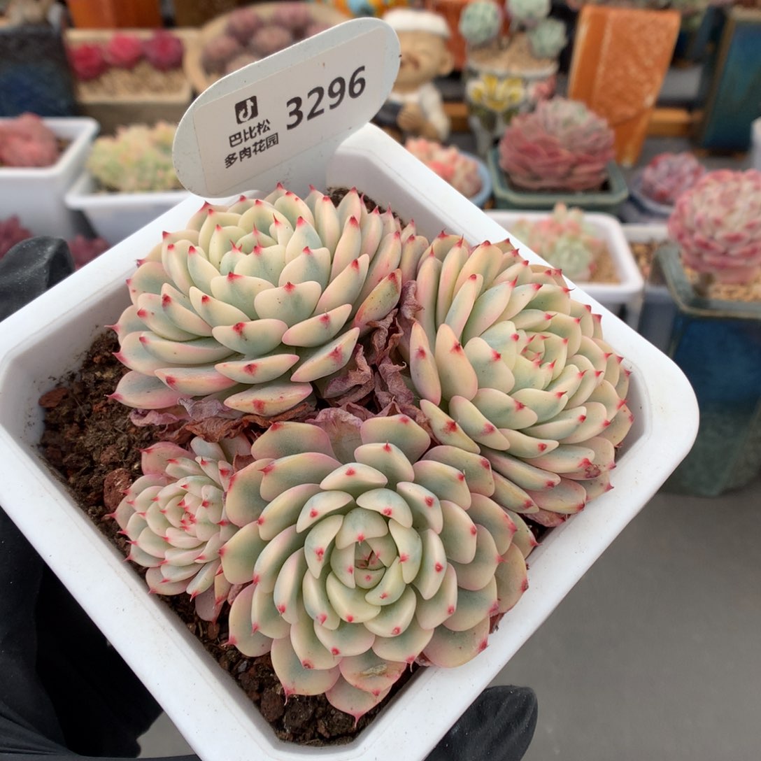 3296 姬莲锦多肉多肉