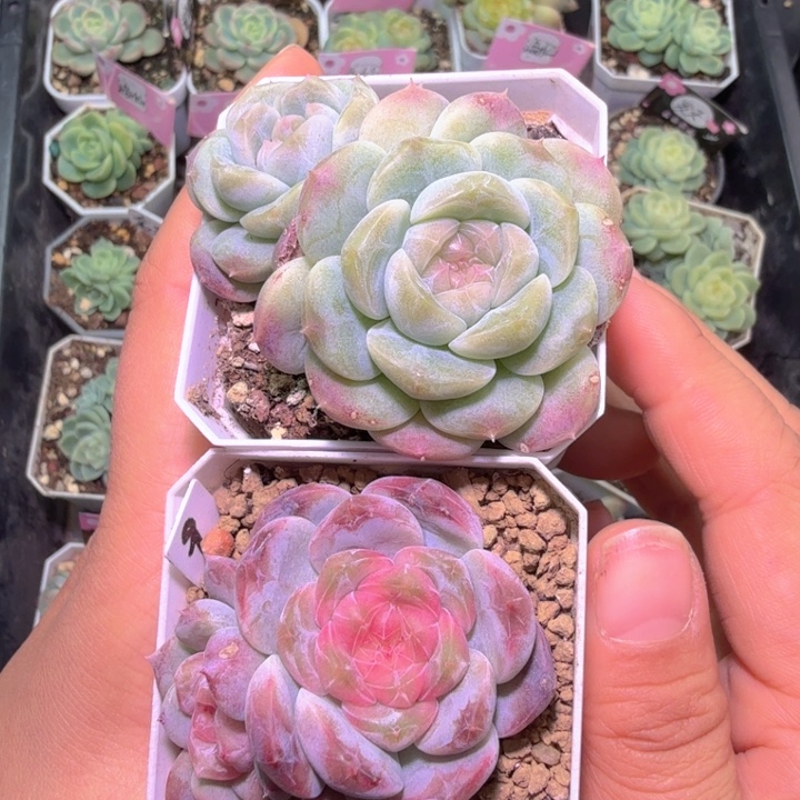 阿***蛋冰坡a冰魄b拉拉多肉