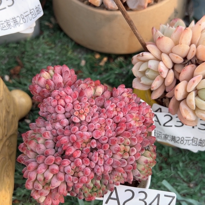 幸运的是我的朋友