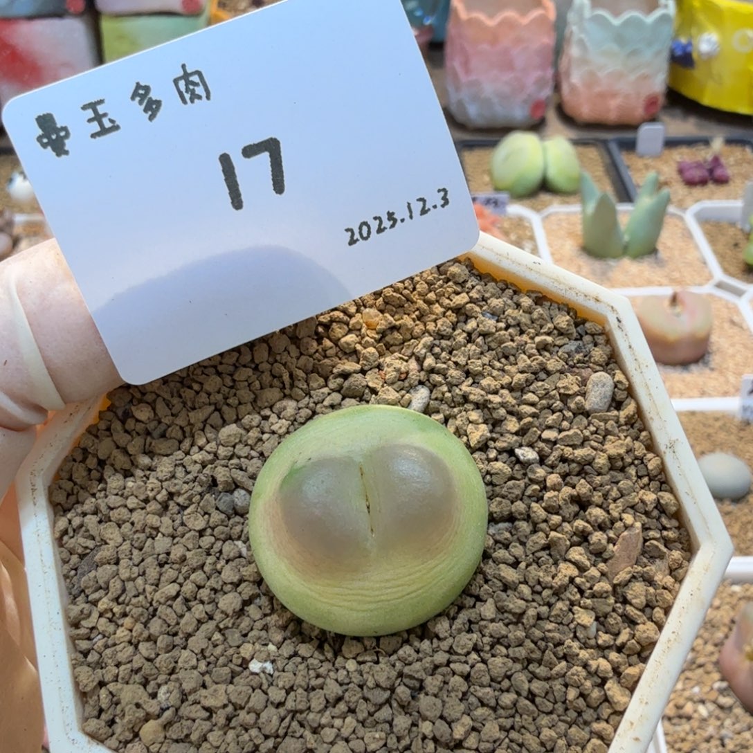 H***a多肉多肉多肉12.3-017 