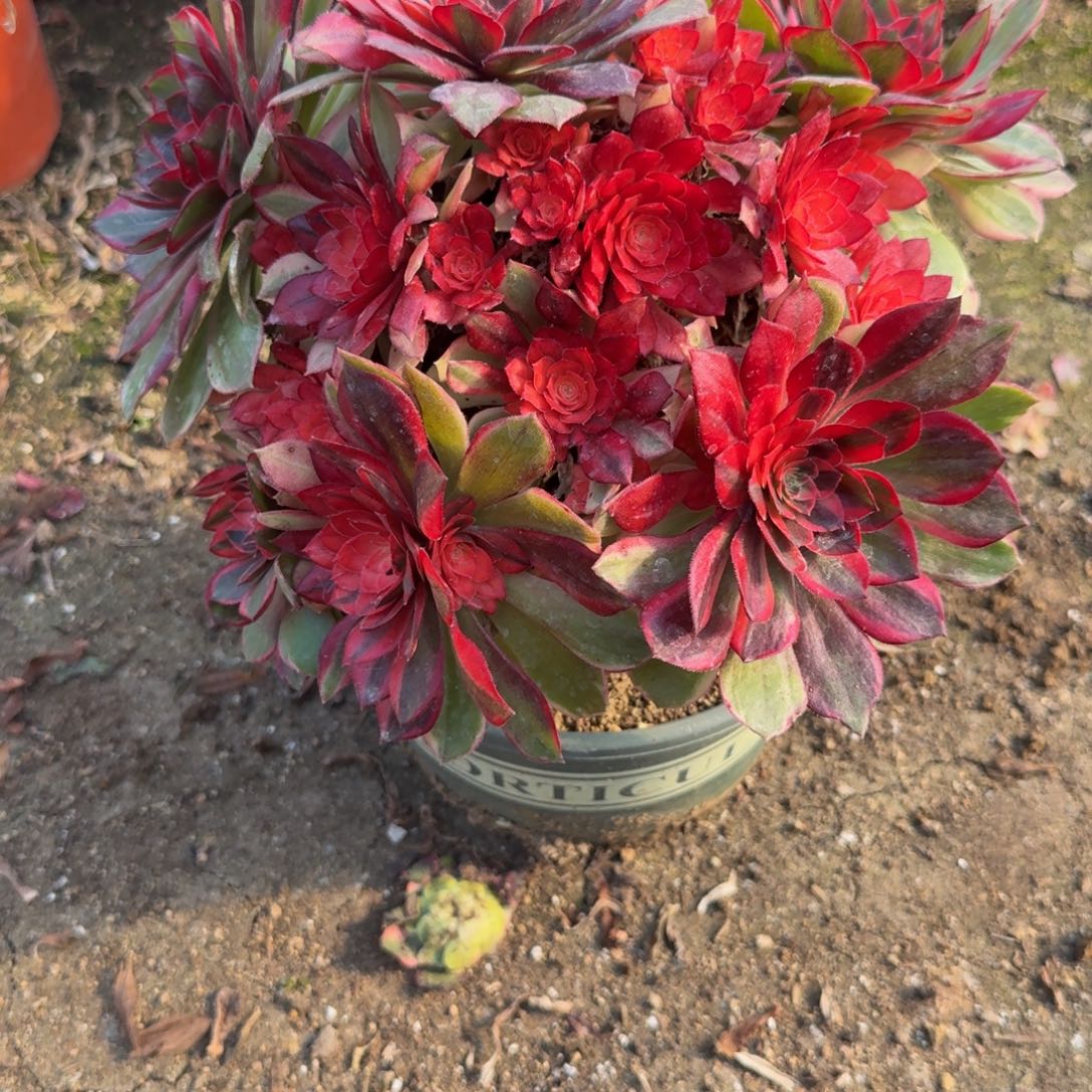 408黑魔锦。多肉植物