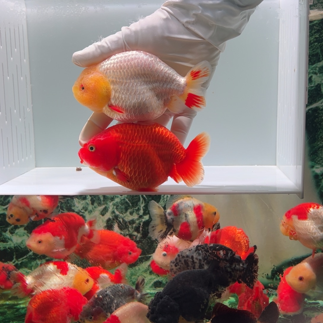 金鱼可爱红寿和玉兔