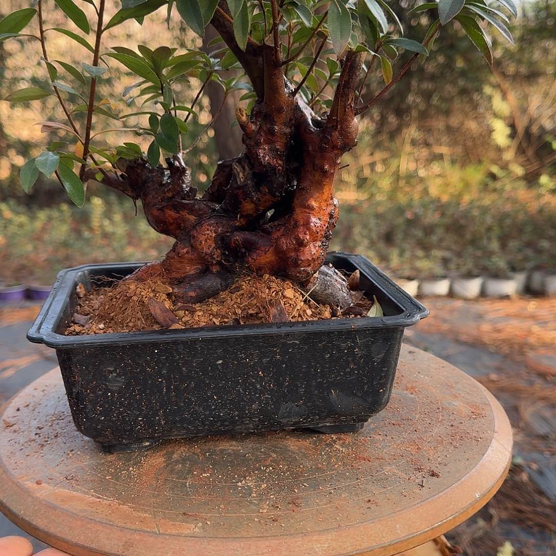 无花朵映山红盆景素材