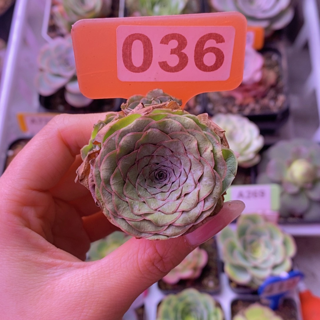 尖****?雪霁玫瑰一物一拍035 裸根发