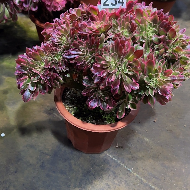 红陶女郎缀234000