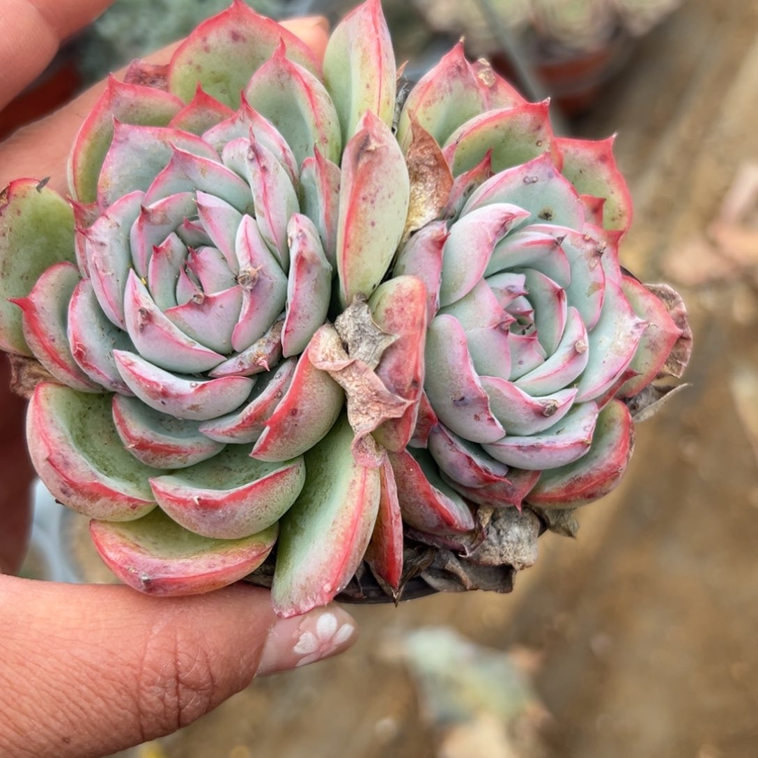 多肉植物多肉植物