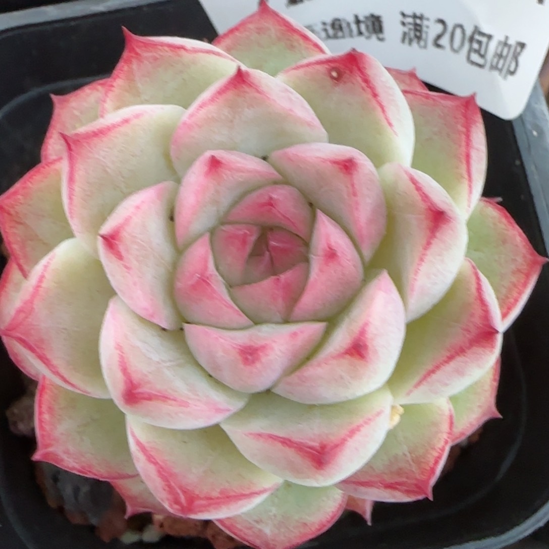 花语逸镜0204-722