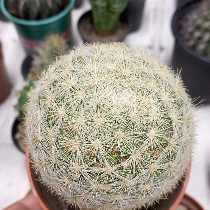 实生满月特价福利
