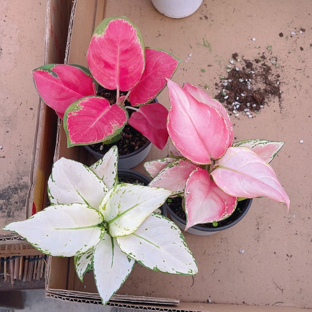 完全开放中国红，吉利红，白如意