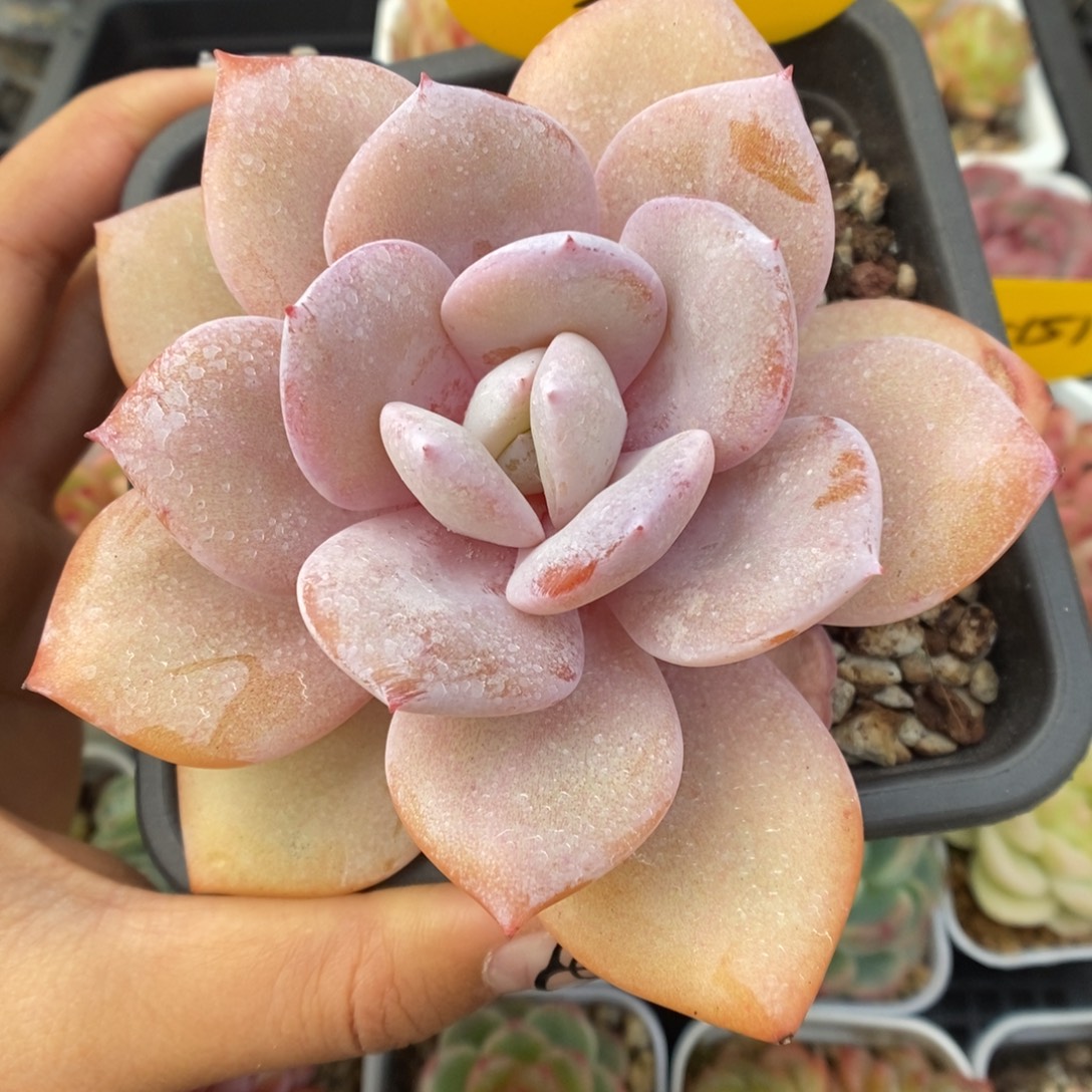 福利奶茶可拍5188号