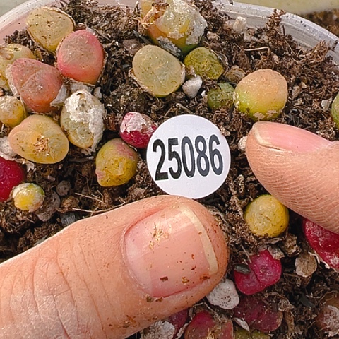 【闪购商品】25086