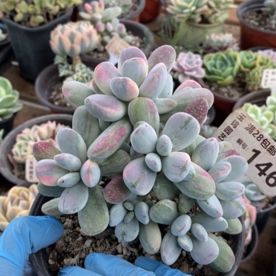 146一一一一一一一一一